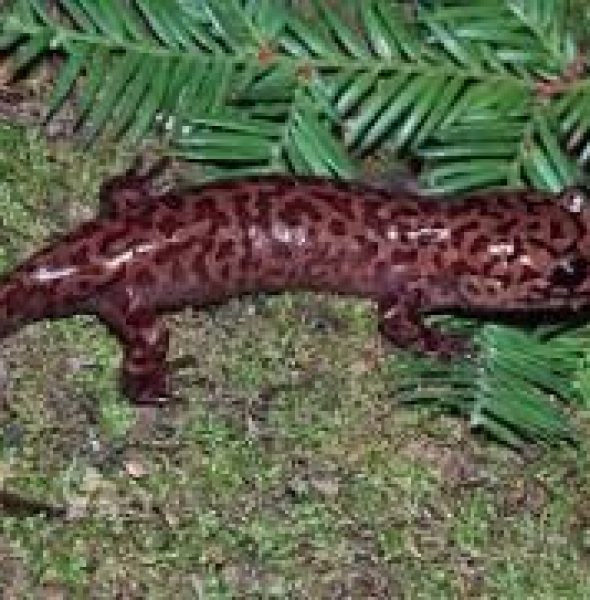 Salamander Safari