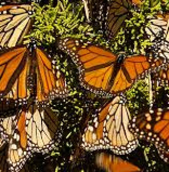 Monarch Butterfly Tours